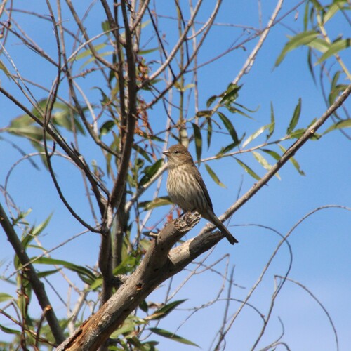 iNaturalist observation photo of House Finch