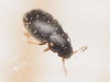 Ptilium - Photo (c) Michał Górski, some rights reserved (CC BY-NC), uploaded by Michał Górski