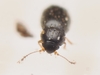 Ptilium affine - Photo (c) Michał Górski, some rights reserved (CC BY-NC), uploaded by Michał Górski