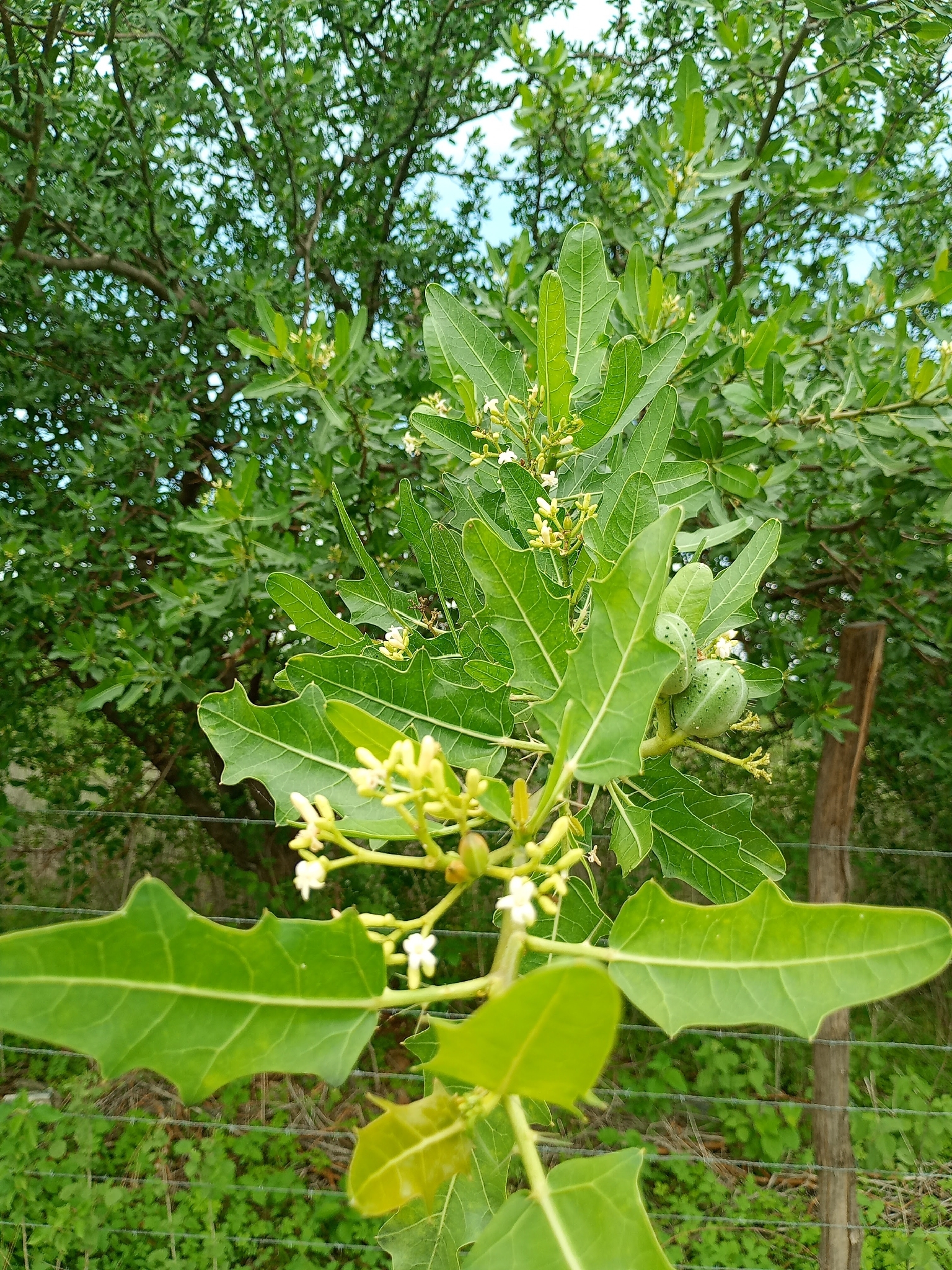 Cnidoscolus quercifolius