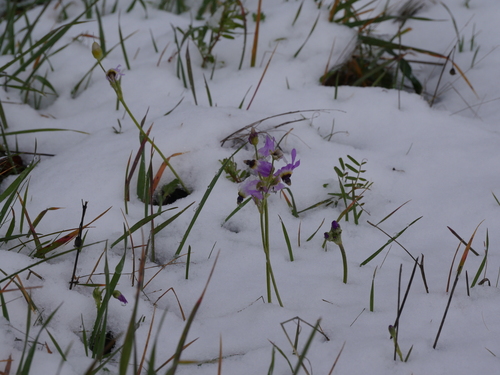 iNaturalist observation photo of Padre's Shooting Star