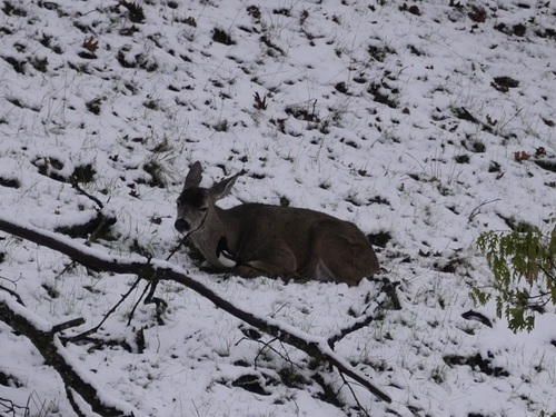 iNaturalist observation photo of Mule Deer