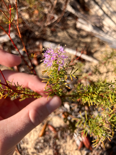 Feay's Prairie Clover (Dalea feayi)