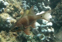 Ostorhinchus norfolcensis