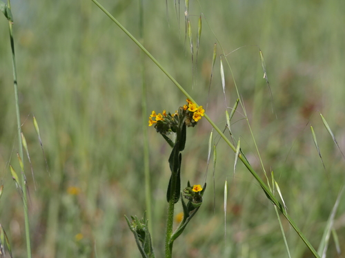 iNaturalist observation photo of Common Fiddleneck