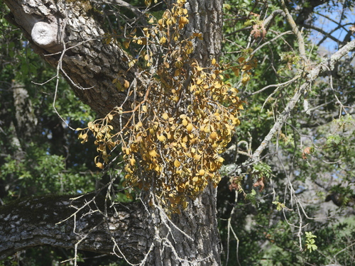 iNaturalist observation photo of oak mistletoe
