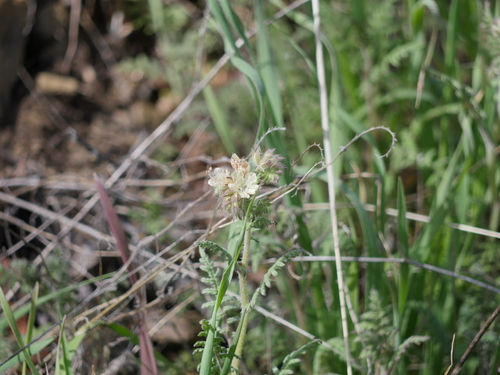 iNaturalist observation photo of distant phacelia