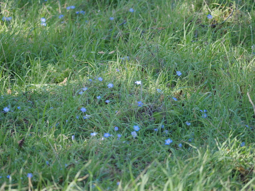 iNaturalist observation photo of Menzies' baby blue eyes