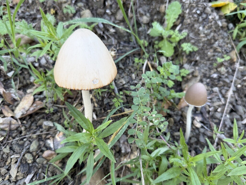 Psathyrella longipes · February 2026 · photo: © dkincmbria (iNaturalist, cc0)