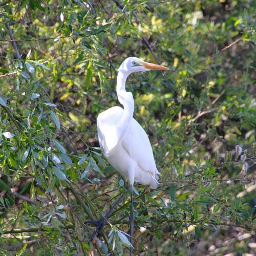 iNaturalist observation photo of Great Egret