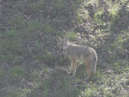 iNaturalist observation photo of Coyote