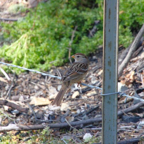 iNaturalist observation photo of White-crowned Sparrow