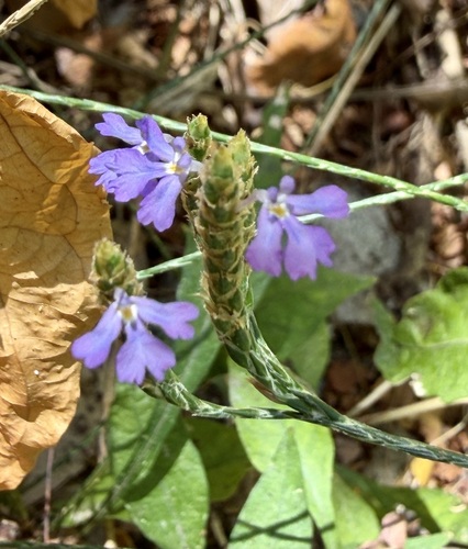purple scalystem (Elytraria imbricata)