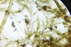 Stigeoclonium