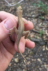 Anolis cupreus