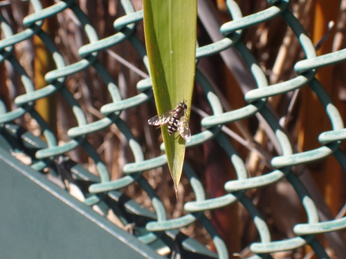 Unknown species found near Sunnyvale, CA, USA
