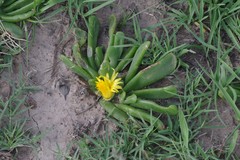 Glottiphyllum