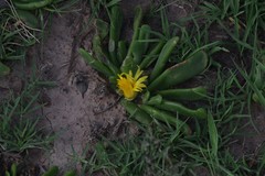 Glottiphyllum