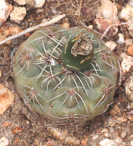 Gymnocalycium baldianum