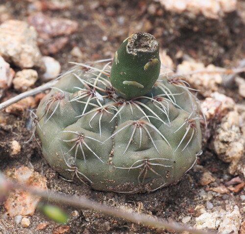 Gymnocalycium baldianum