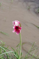 Crinum campanulatum
