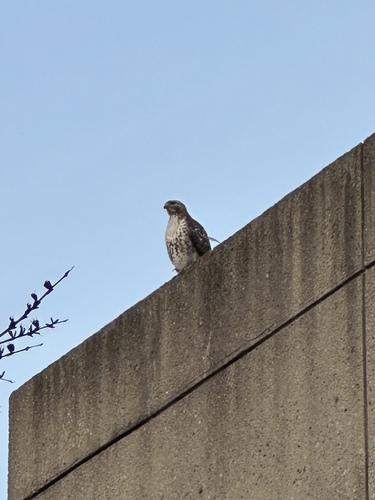 Red-tailed Hawk
