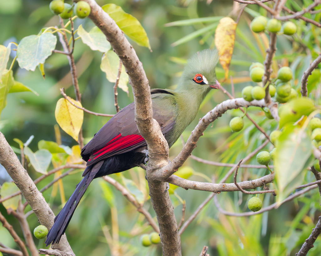 Guinea Turaco