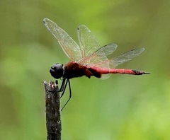 Tramea transmarina
