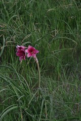 Crinum campanulatum