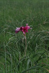 Crinum campanulatum