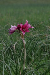 Crinum campanulatum