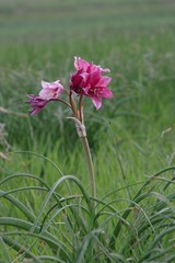 Crinum campanulatum