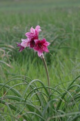 Crinum campanulatum