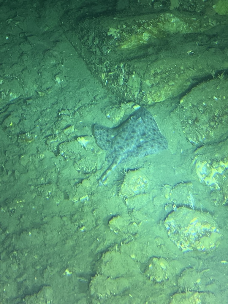 Antarctic starry skate (Amblyraja georgiana) — Rajidae