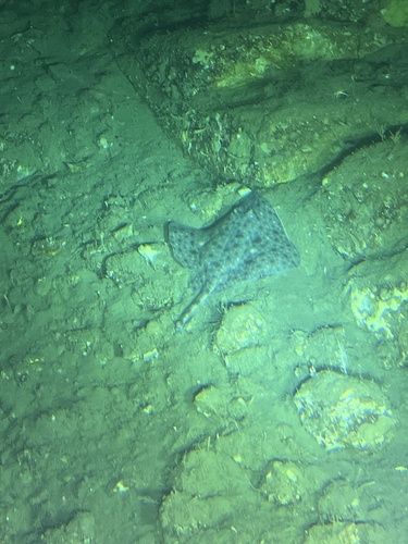 Antarctic starry skate (Amblyraja georgiana) — Rajidae