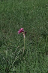 Crinum campanulatum