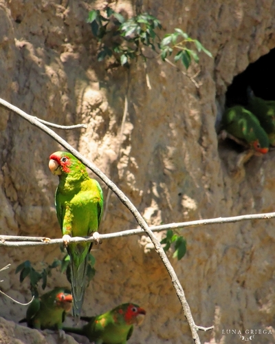 Conure mitrée