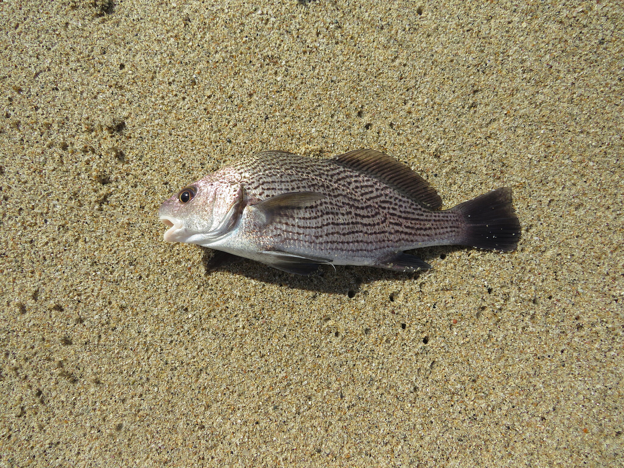 Longspine Croaker photo 2