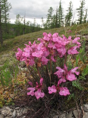 Pedicularis amoena