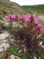 Pedicularis amoena