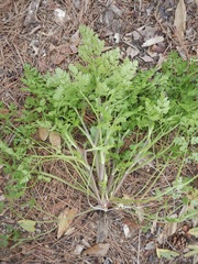 Chaerophyllum tainturieri dasycarpum