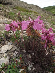 Pedicularis amoena