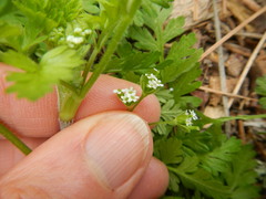 Chaerophyllum tainturieri dasycarpum