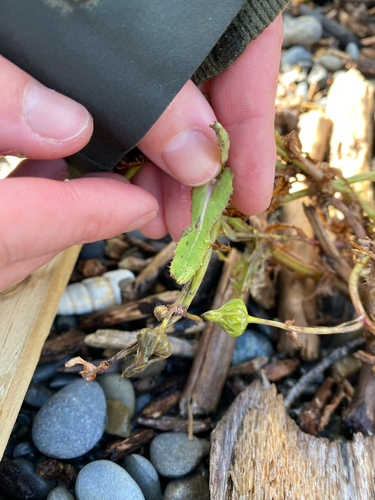 Sonchus brachyotus iNat (2)
