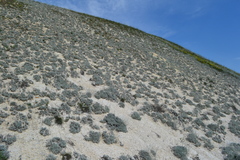 Artemisia hololeuca