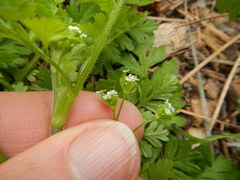 Chaerophyllum tainturieri dasycarpum