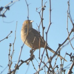 Toxostoma bendirei