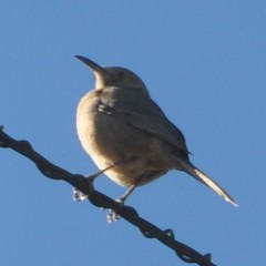 Toxostoma bendirei