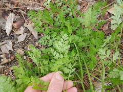Chaerophyllum tainturieri dasycarpum