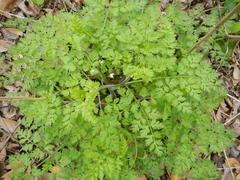 Chaerophyllum tainturieri dasycarpum